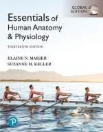 Essentials of Human Anatomy and Physiology (E-Book)